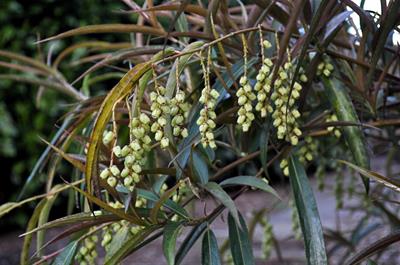 Lonicera standishii